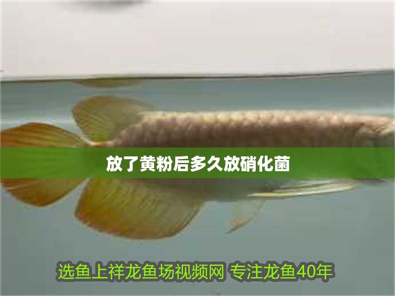 放了黃粉后多久放硝化菌