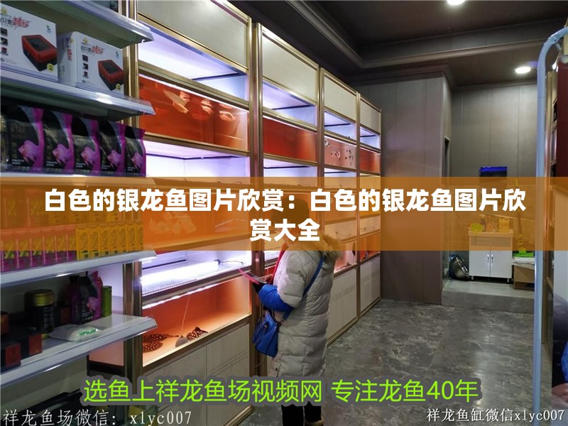 白色的銀龍魚圖片欣賞：白色的銀龍魚圖片欣賞大全