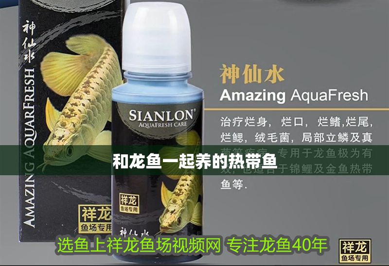 和龍魚一起養(yǎng)的熱帶魚