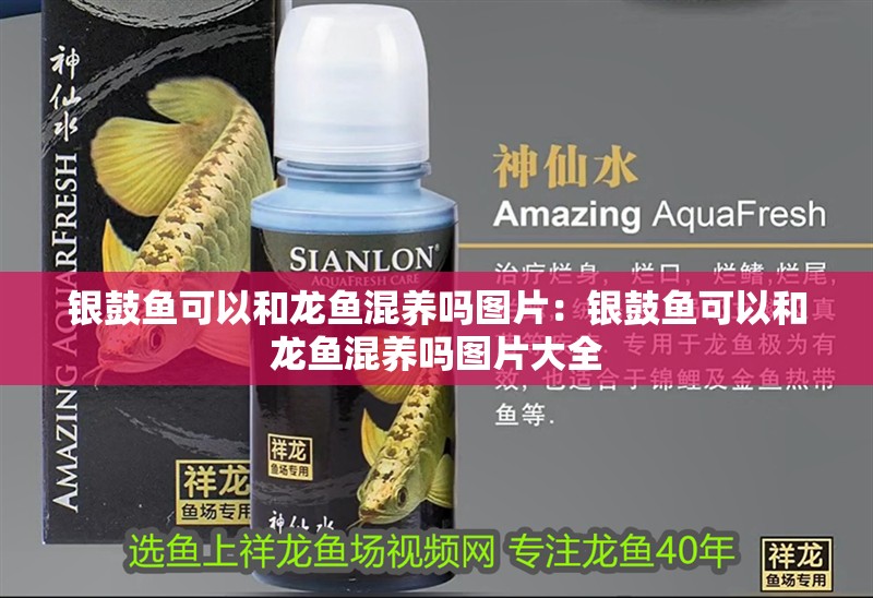 銀鼓魚可以和龍魚混養(yǎng)嗎圖片：銀鼓魚可以和龍魚混養(yǎng)嗎圖片大全