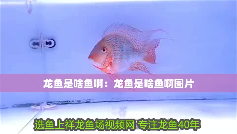 龍魚是啥魚啊：龍魚是啥魚啊圖片