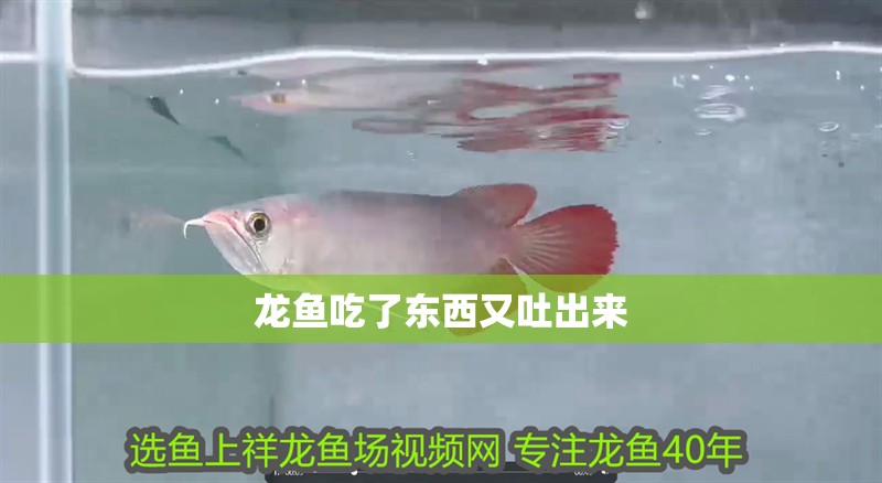龍魚吃了東西又吐出來