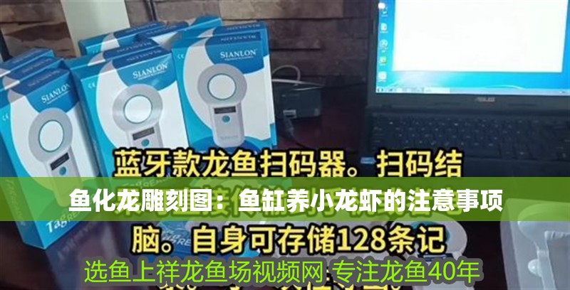魚化龍雕刻圖：魚缸養(yǎng)小龍蝦的注意事項