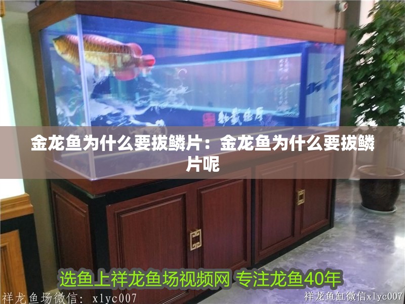金龍魚為什么要拔鱗片：金龍魚為什么要拔鱗片呢