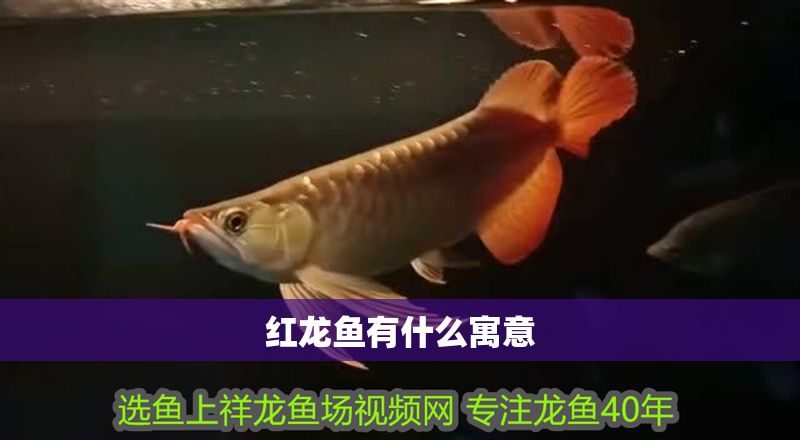 紅龍魚有什么寓意