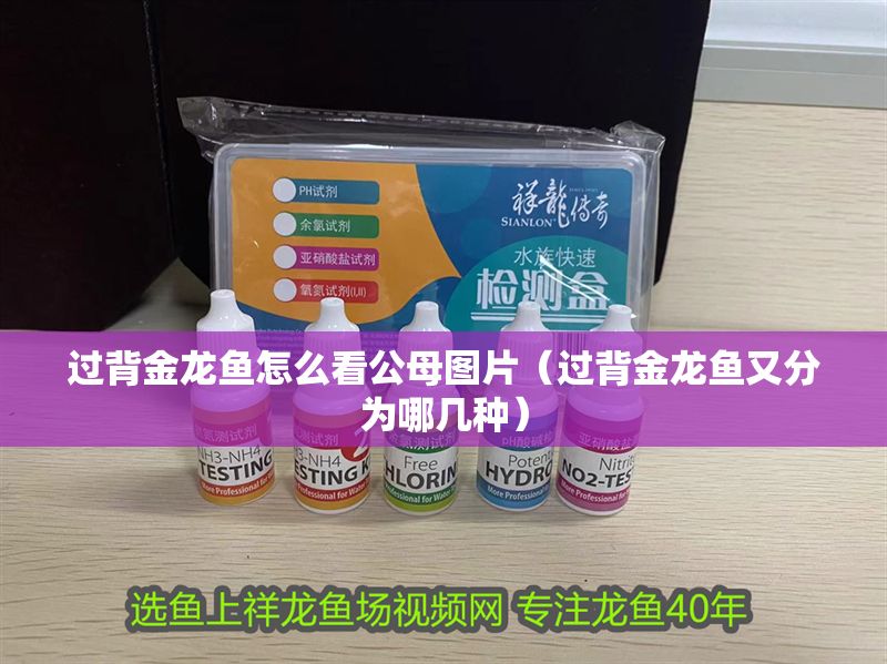 過背金龍魚怎么看公母圖片（過背金龍魚又分為哪幾種）