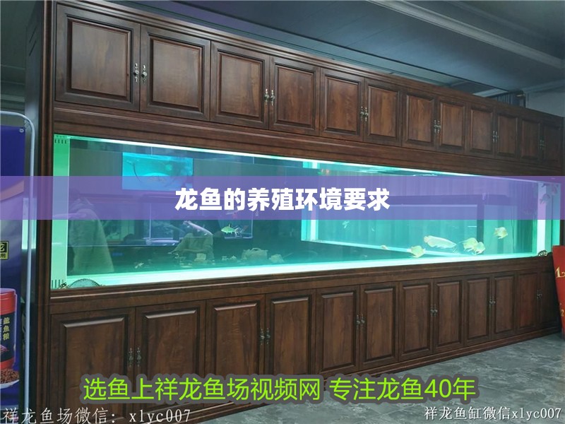 龍魚的養(yǎng)殖環(huán)境要求