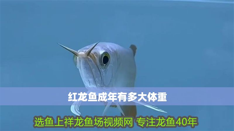 紅龍魚(yú)成年有多大體重