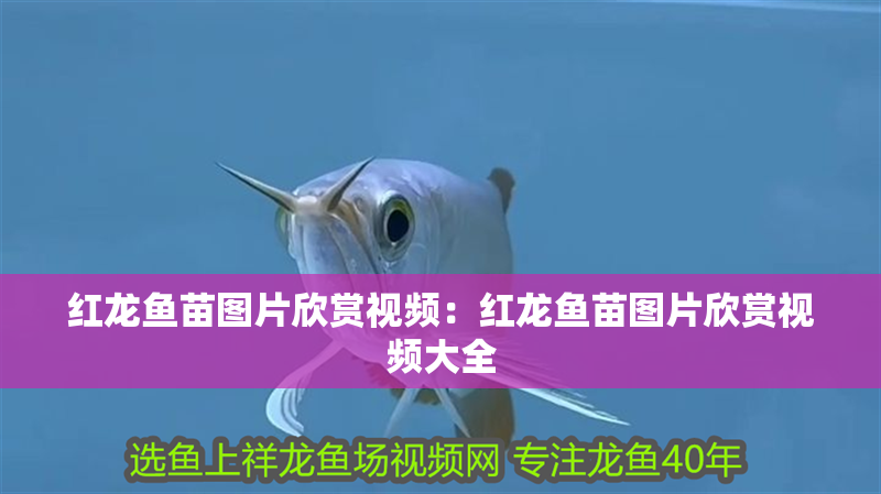 紅龍魚苗圖片欣賞視頻：紅龍魚苗圖片欣賞視頻大全