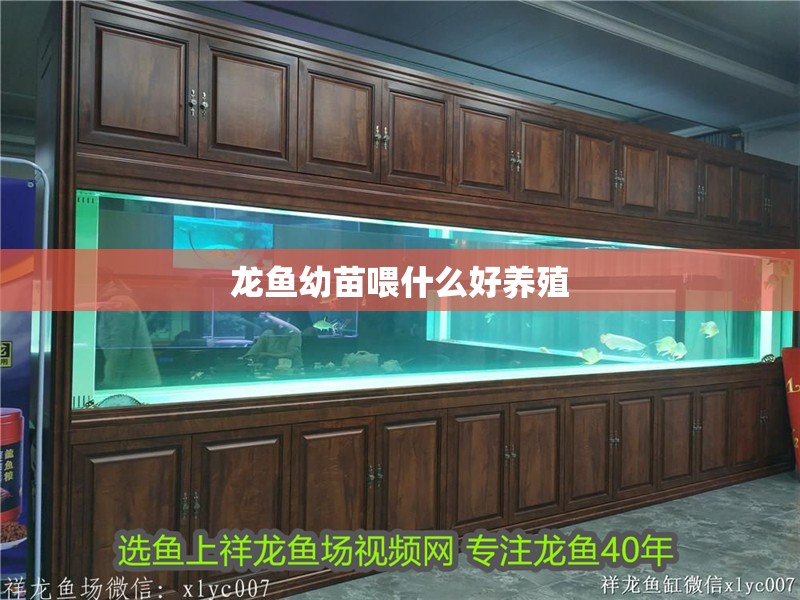龍魚幼苗喂什么好養殖