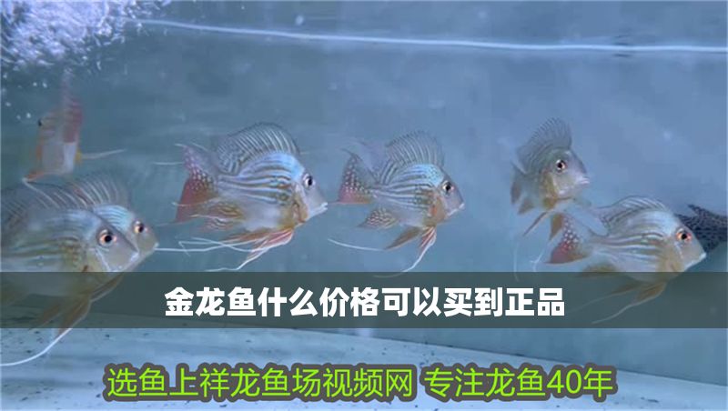 金龍魚什么價格可以買到正品