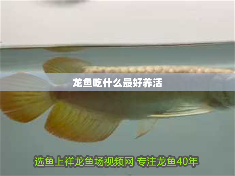 龍魚吃什么最好養活
