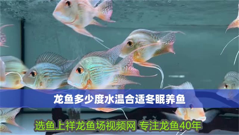 龍魚多少度水溫合適冬眠養(yǎng)魚