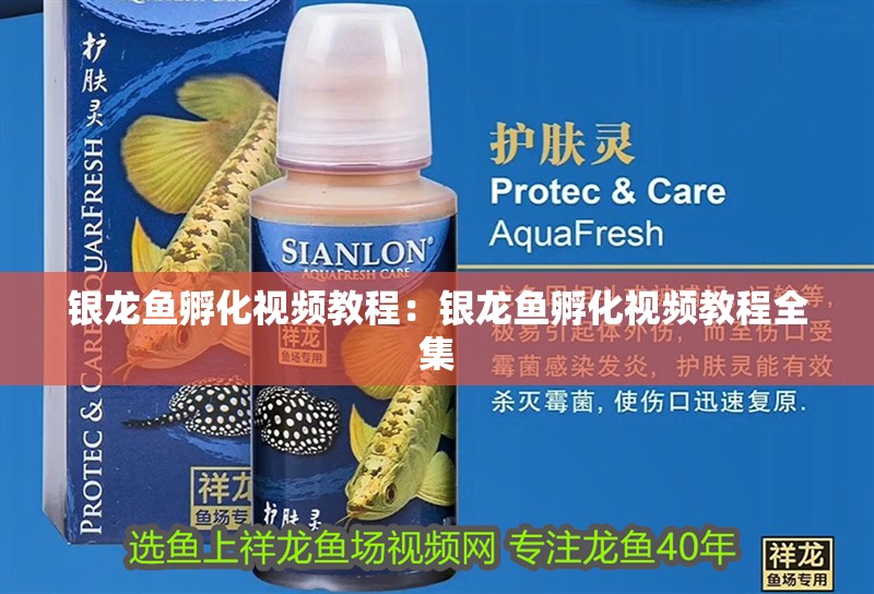 銀龍魚孵化視頻教程：銀龍魚孵化視頻教程全集 銀龍魚孵化視頻教程：銀龍魚孵化視頻教程全集 水族問答