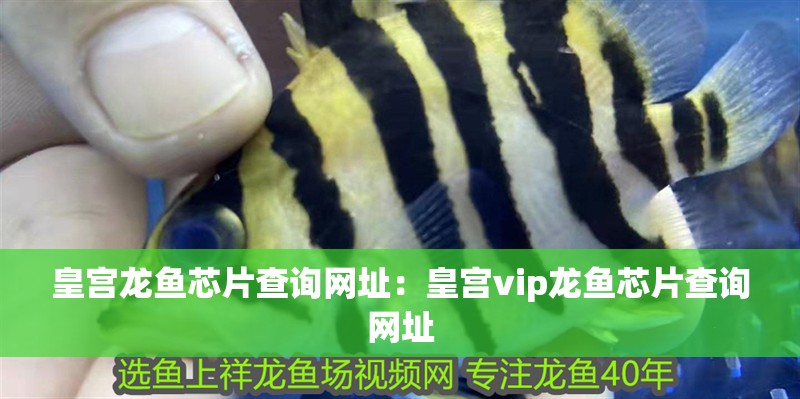 皇宮龍魚芯片查詢網址：皇宮vip龍魚芯片查詢網址