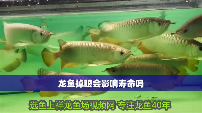 龍魚掉眼會影響壽命嗎