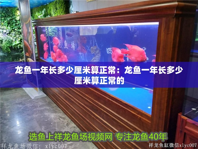 龍魚一年長多少厘米算正常:龍魚一年長多少厘米算正常的