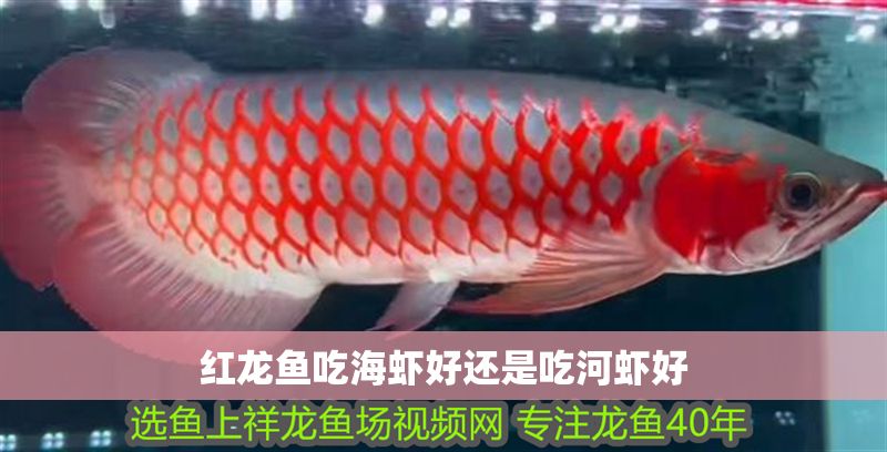 紅龍魚吃海蝦好還是吃河蝦好