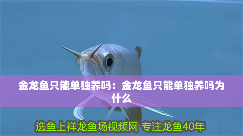金龍魚只能單獨養(yǎng)嗎:金龍魚只能單獨養(yǎng)嗎為什么 水族問答 金龍魚只能單獨養(yǎng)嗎:金龍魚只能單獨養(yǎng)嗎為什么 金龍魚只能單獨養(yǎng)嗎:金龍魚只能單獨養(yǎng)嗎為什么 水族問答