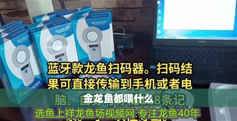 金龍魚(yú)都喂什么