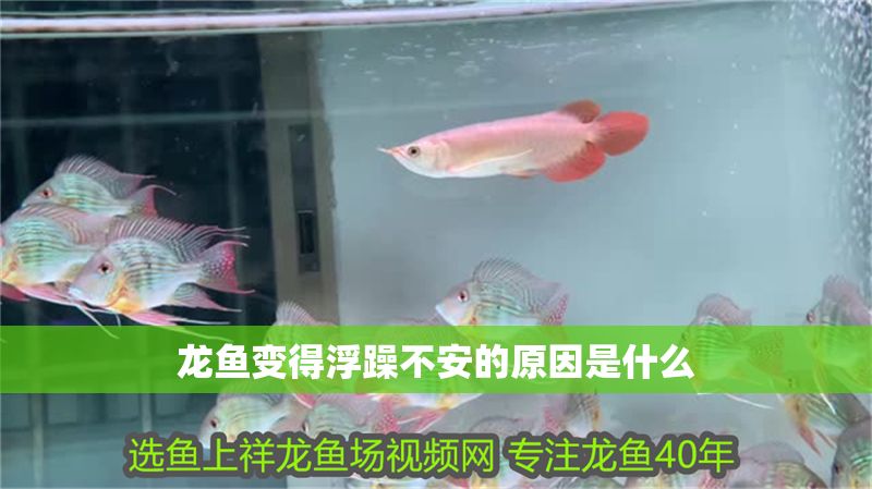 龍魚變得浮躁不安的原因是什么
