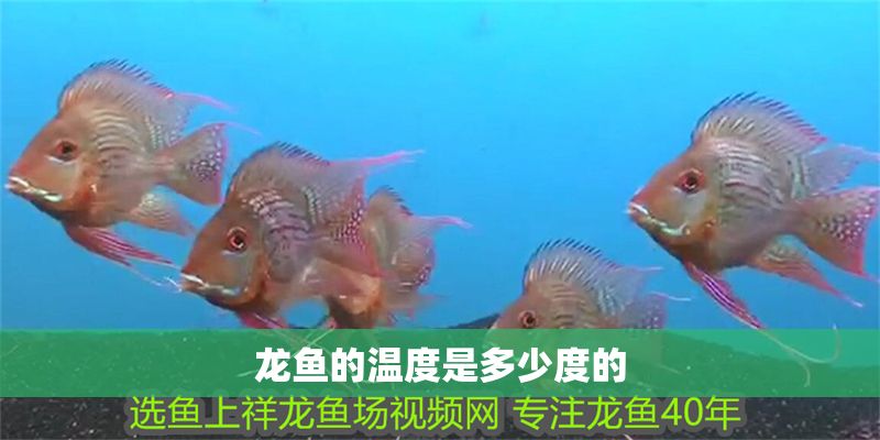 龍魚的溫度是多少度的
