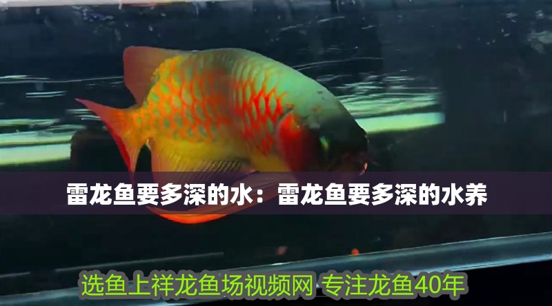雷龍魚要多深的水：雷龍魚要多深的水養