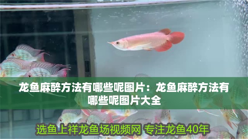 龍魚麻醉方法有哪些呢圖片：龍魚麻醉方法有哪些呢圖片大全