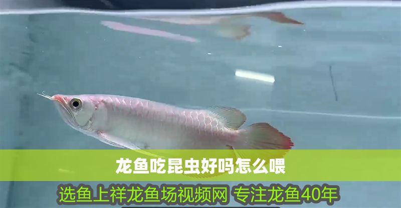 龍魚吃昆蟲好嗎怎么喂 龍魚吃昆蟲好嗎怎么喂 龍魚百科 第2張
