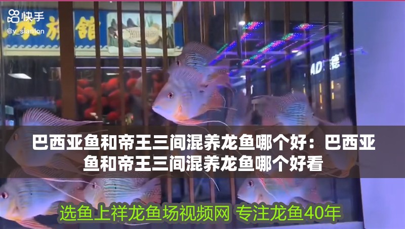 巴西亞魚和帝王三間混養龍魚哪個好：巴西亞魚和帝王三間混養龍魚哪個好看