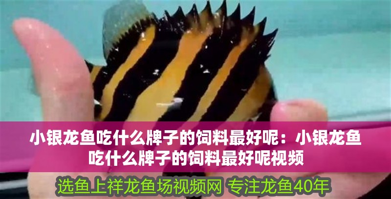 小銀龍魚吃什么牌子的飼料最好呢：小銀龍魚吃什么牌子的飼料最好呢視頻