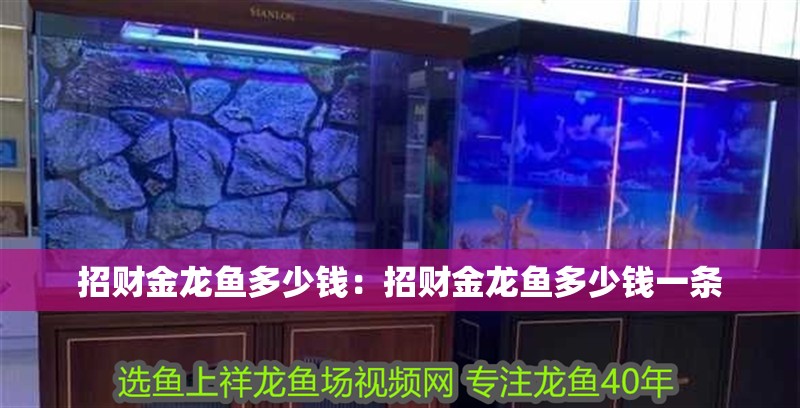 招財金龍魚多少錢：招財金龍魚多少錢一條