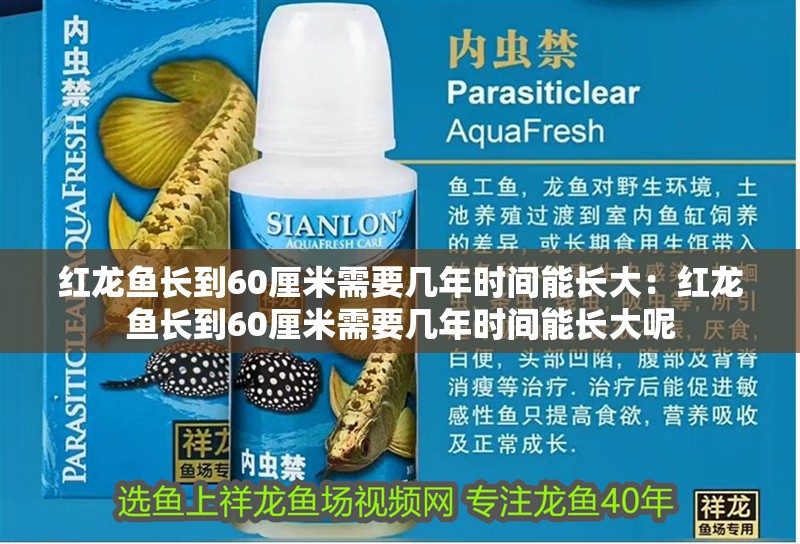 紅龍魚長到60厘米需要幾年時間能長大：紅龍魚長到60厘米需要幾年時間能長大呢