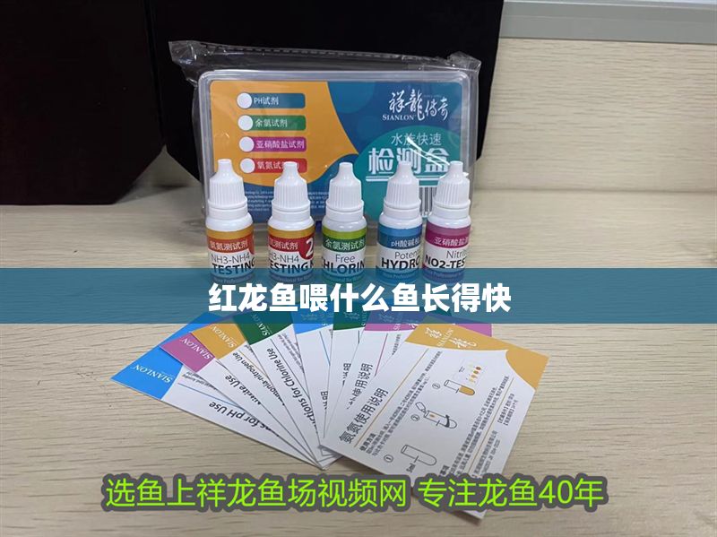 紅龍魚(yú)喂什么魚(yú)長(zhǎng)得快