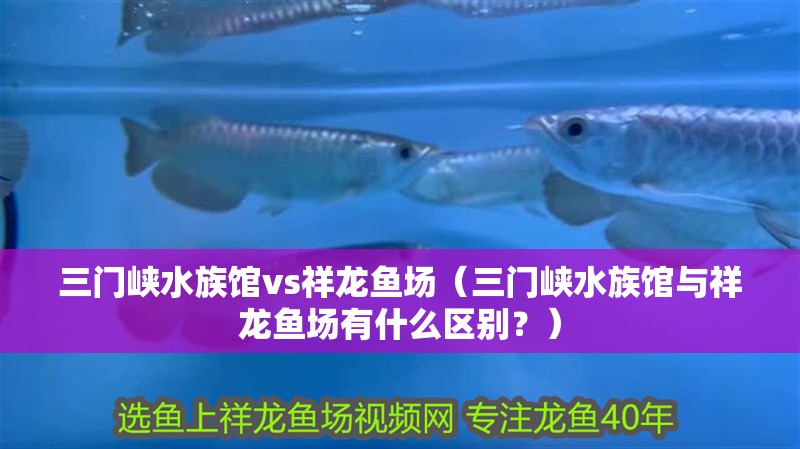 三門峽水族館vs祥龍魚場(chǎng)（三門峽水族館與祥龍魚場(chǎng)有什么區(qū)別？）