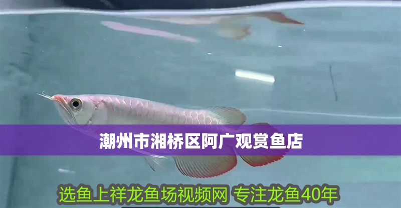潮州市湘橋區(qū)阿廣觀賞魚店