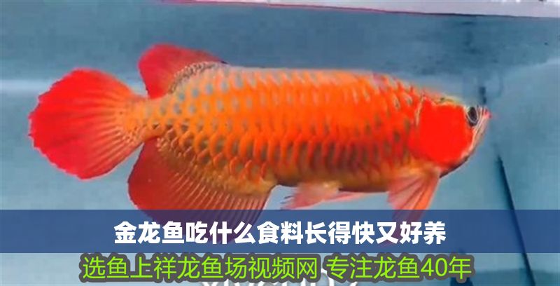 金龍魚吃什么食料長得快又好養