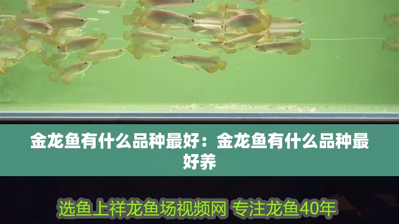 金龍魚有什么品種最好：金龍魚有什么品種最好養