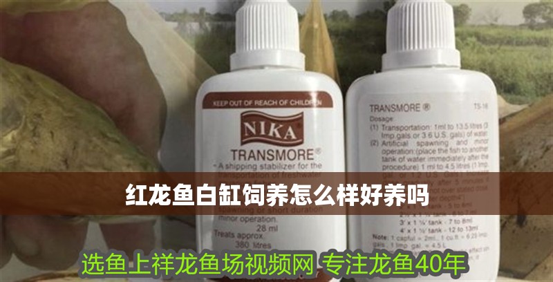 紅龍魚白缸飼養(yǎng)怎么樣好養(yǎng)嗎