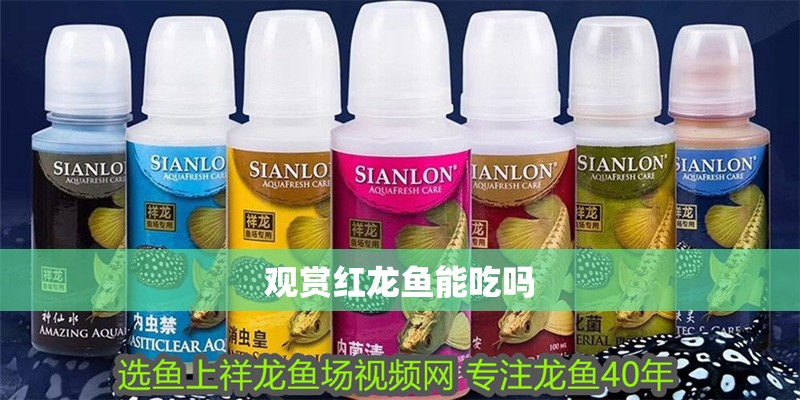 觀賞紅龍魚能吃嗎