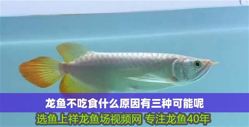 龍魚不吃食什么原因有三種可能呢
