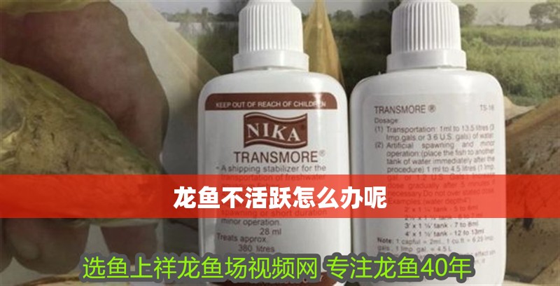 龍魚不活躍怎么辦呢
