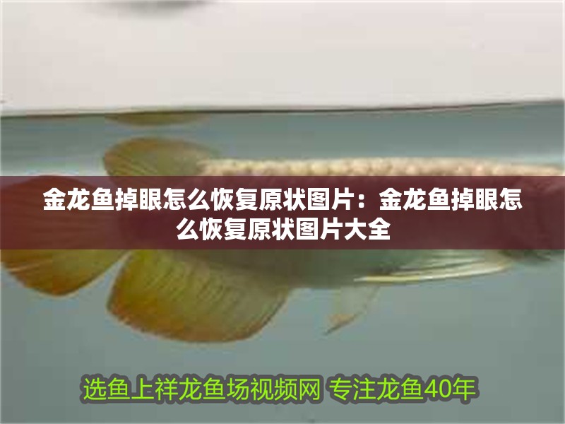 金龍魚掉眼怎么恢復原狀圖片：金龍魚掉眼怎么恢復原狀圖片大全
