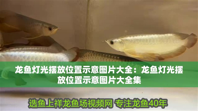 龍魚燈光擺放位置示意圖片大全：龍魚燈光擺放位置示意圖片大全集