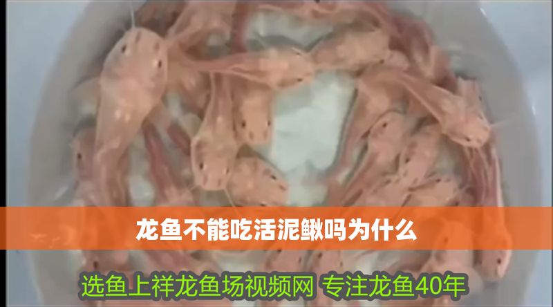 龍魚不能吃活泥鰍嗎為什么