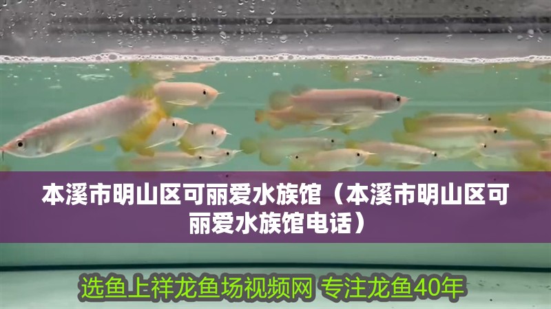本溪市明山區可麗愛水族館（本溪市明山區可麗愛水族館電話）