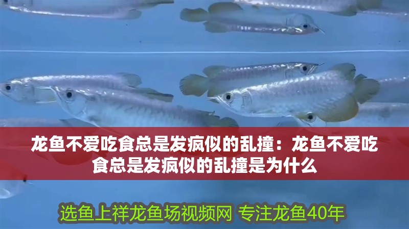 龍魚(yú)不愛(ài)吃食總是發(fā)瘋似的亂撞：龍魚(yú)不愛(ài)吃食總是發(fā)瘋似的亂撞是為什么