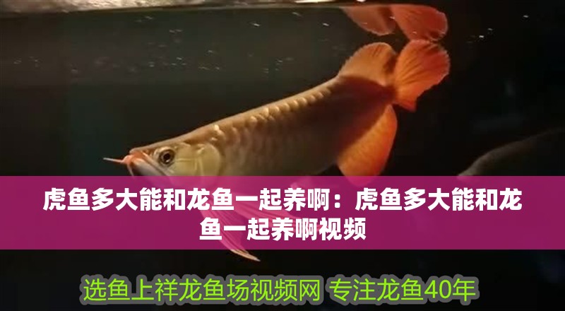 虎魚多大能和龍魚一起養啊：虎魚多大能和龍魚一起養啊視頻