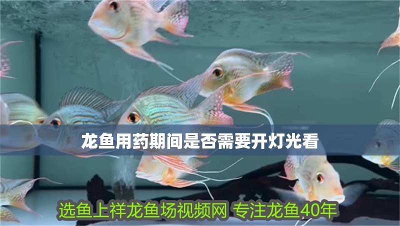 龍魚用藥期間是否需要開燈光看