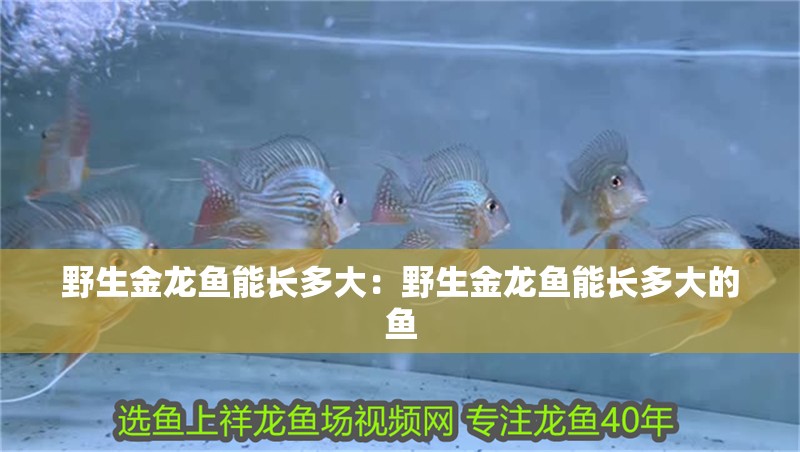 野生金龍魚能長多大：野生金龍魚能長多大的魚
